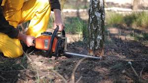 Tree and Shrub Care in Buckner, MO